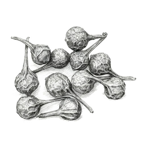 indonesia spice - cubeb - indoharvest