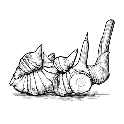 indonesia spice - galangal - indoharvest