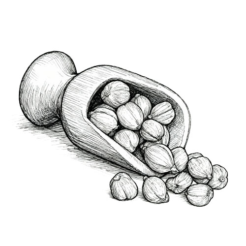 indonesia spice - white cardamom - indoharvest